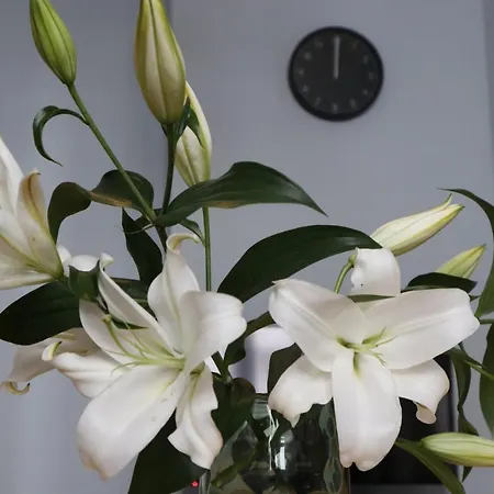 One More Night Apartment, Old Town Poznaň